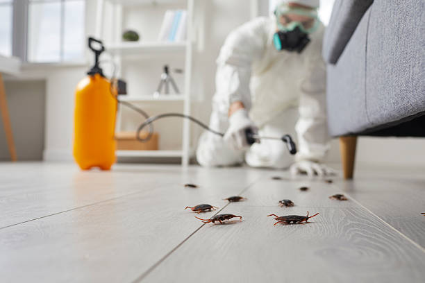 Affordable Termite Control solutions in Satsuma, AL